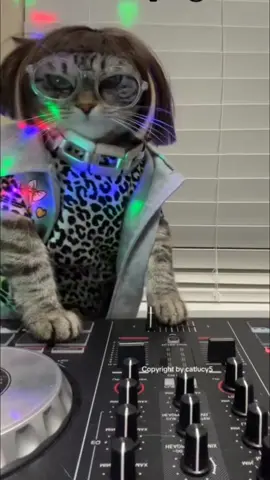 Back To 70' Disco Cat's 😄 #discocat  #disco  #catlovers  #catlover  #cattok  #catstv  #fypシ゚viral  #fyp 