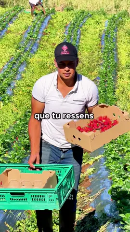 Découverte des meilleures fraises de l’île ! 😍🍓 #bourbonbonsplans#fraise974#974#agriculture974#fraise @Fraises et Compagnie 