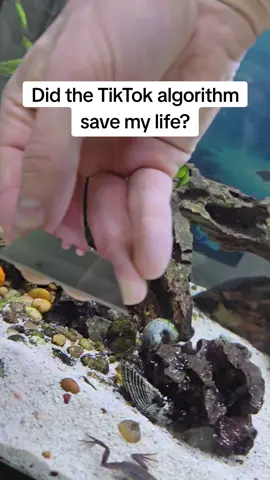 Don't worry guys I'm sure it's nothing, but if it is... thank you tiktok for blowing up that random video, and thank yall for looking out. #fyp #random #tiktok #help #advice #cancer #with #coincidence #fishtank #aquarium #whataretheodds #thankyou #viral #algorithm #wtf #medical #radiographer #oncology #xray #med #doctor