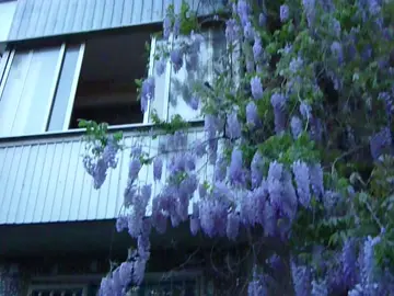 воспоминания вянут как эти цветы #fypシ゚viral #wisteria 