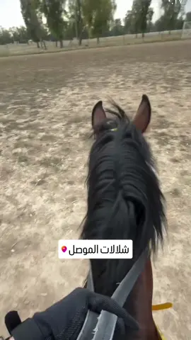 خليك صريح  راكب خيل بحياتك لو لا 😋🥰