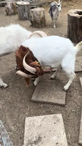 Why do goats do this?!? #goats #farm #animals #weird #why #horses #chickens #fyp #foryou #virall 