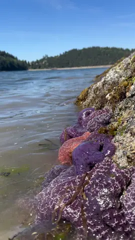 Next time you visit, add tidepooling to your Bellingham, WA bucket list! ⭐️🌊🦀 Always remember to respect these creatures natural habitats and give them space—no touching! #tidepool #seastar #bellingham #pnw 