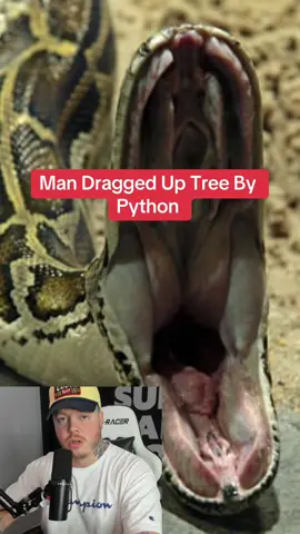 #animalattacks #tiktokstoryteller #scarystories #truestory #survivalstory #python #snake #fyp 