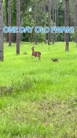 This baby fawn was so cute! . #deer #fawn #baby #babyanimal #cute #wildlife #animal #nature #Outdoors #florida 