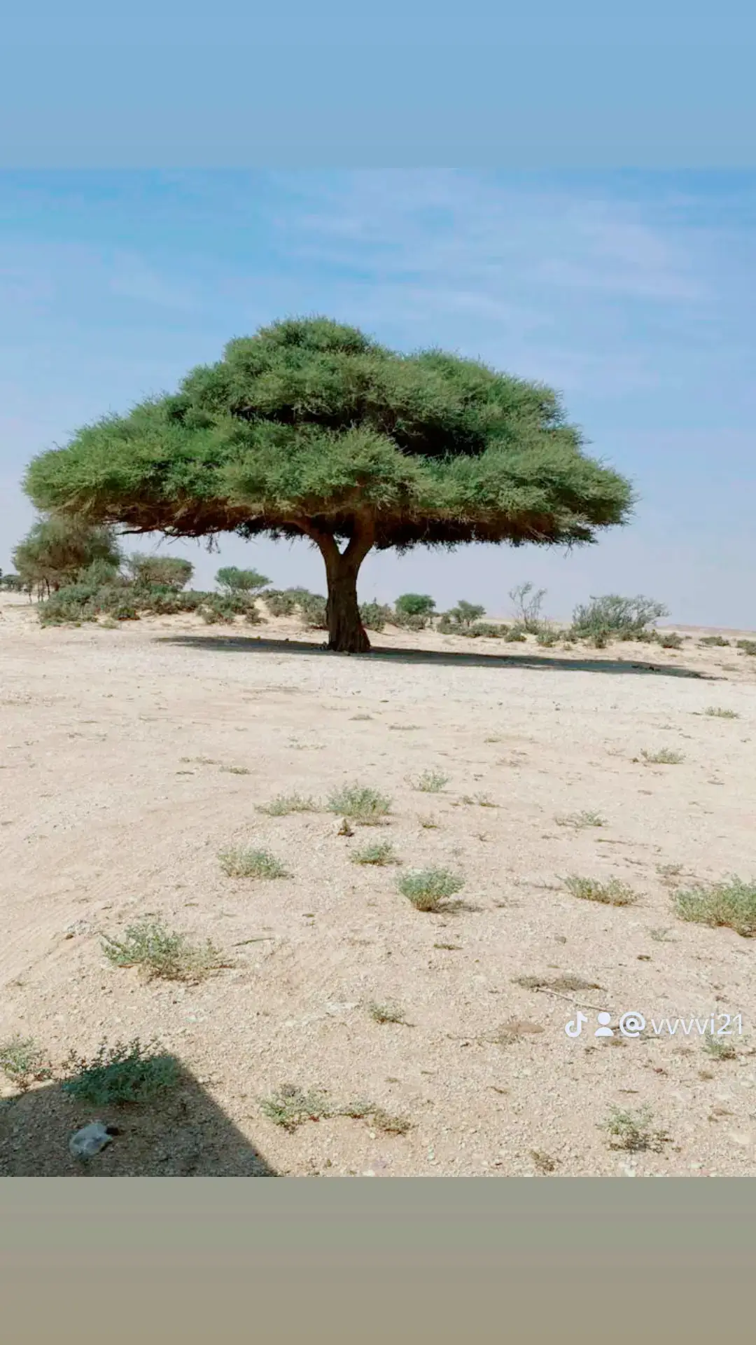 #كسلبور ابو هاني الرشيدي 
