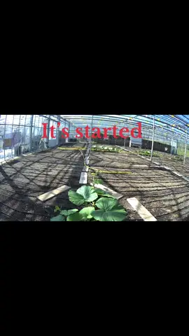 Some of the coolist plant films on their way. Welcome to the amazing world of giant pumpkin growing. #giantpumpkin #pumpkincarving #pumpkinpatch #pumpkin #pumpkinseason #glasshouse 