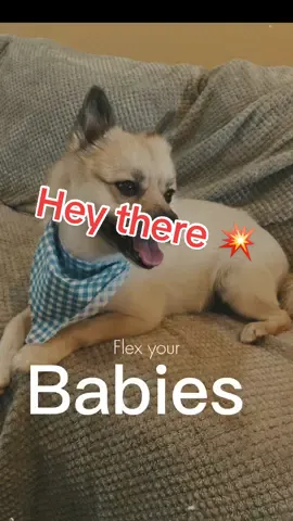 We love them all 🐾 #dogsoftiktok #doglife #momtok #fypage #CapCut #notdoneyet #notdoneyet2025 #lovewins 