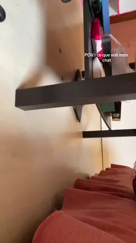 #freethecat 