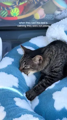 The way I was smooshing the bed to make it fit through and he didn't budge 😂❤️ #petcare #lesurepet #catnursingonblanket 