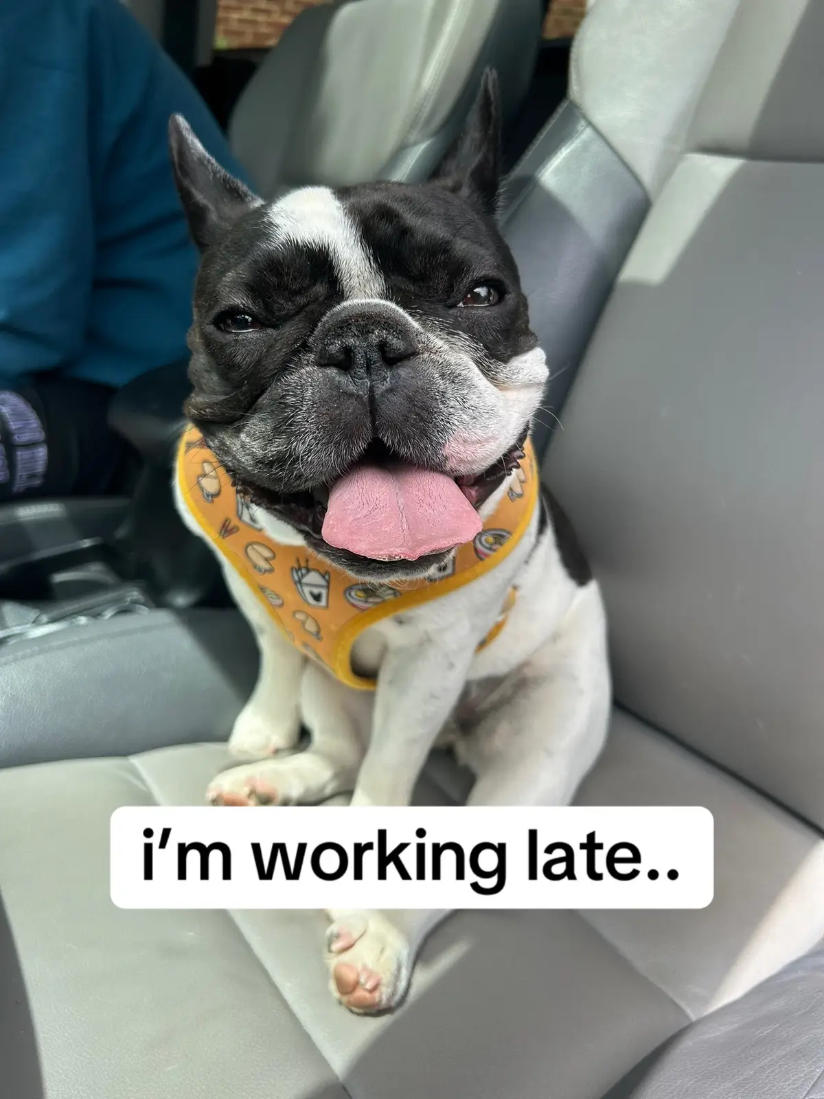 Im working late, stealing all the pets and kisses! #frenchie #frenchies #frenchbulldog #frenchbulldogs #frenchiesoftiktok #frenchbulldogsoftiktok #frenchiepuppy #frenchielife #frenchbulldogpuppy #frenchbully #dogtrend #dogmom #cutedog #frenchielovers #frenchielove #frenchiesociety 