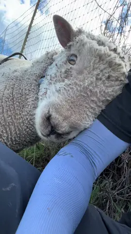 Say goodbye to your knees. #fyp #sheep #farmanimals #farmtok #farmlife #farm 