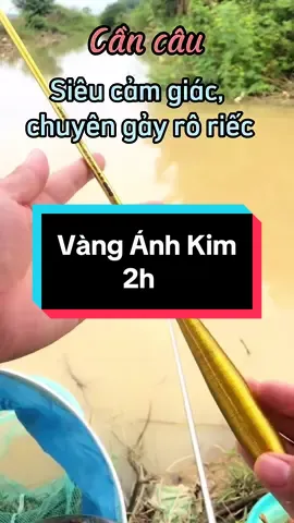 Cần câu tay siêu cảm giác, Vàng ánh kim 2h chuyên gảy rô riếc #fishing #vanganhkim2h #caucamgiac #cancaucamgiac #caucatunhien #xuhuong #thinhhanhtiktok #sushifishing 