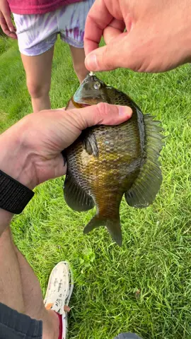 Big bluegill out of a tiny pond. Caught on a Nikko Caddisfly. #teamfishtokohio #fyp #fypツ #foryou #foryoupage #fishtok #fishing #bankfishing #softplasticlures #pondfishing #ohiofishing #nikkobaits #nikkocaddisfly #bluegill #slab 