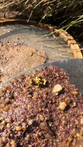 Gold Prospecting 20,000$ 💰 #parte2 #gold #satisfying #viralvideo 