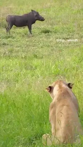 #animals #wildlife #lion 