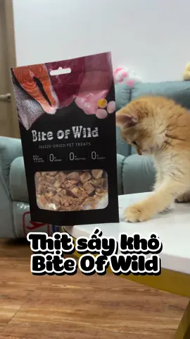 Mình cần được biết đến cái này sớm hơn !!! #vietanhquachanh #BEATnetwork #catsoftiktok #dameoconcam #thịtsấy #petour #biteofwild 