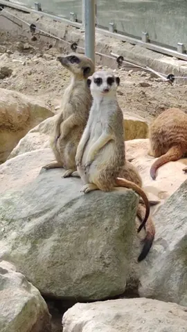 Neulich im #Zoo  #siegelbacherzoo #zookl #lassliebeda❤️❤️ #lasseinherzda❤ #lasseinkommentarda❤️ #tiere #funny #maurice #kussemeinefusse #kingjulien #kingjulien👑 #newyorkgiants #lustig #bearbeitet #tiereneinestimmegeben #nusse #madagascar #keineaffen #hahaha #fyyy #viral #tuesday #dienstag #befehl #danke #followers➕ #folgemirfürmehr❤️ 