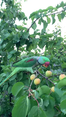 Beautiful mitu 🤭#foryou #fypシ゚viral #parrot #birds #millionviews 🔥😍