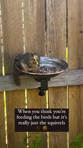 How to Keep Squirrels Out of My Bird Feeder?#birdsoftiktok #birdfeeding #squirrelproofbirdfeeder