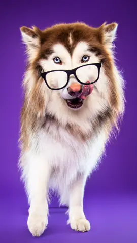 A Floofy Favorite 🐶