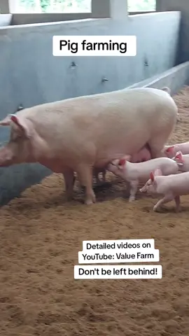 Pig farming is very profitable! Check out our youtube channel: Value Farm  For detailed videos. Don't be left behind! #foryoupage #fyp #viral #farmlife #goals #ugandatiktok #sharethecare #valuefarm #millionairemindset #motivation #inspiration #feed #pigs #piggy 
