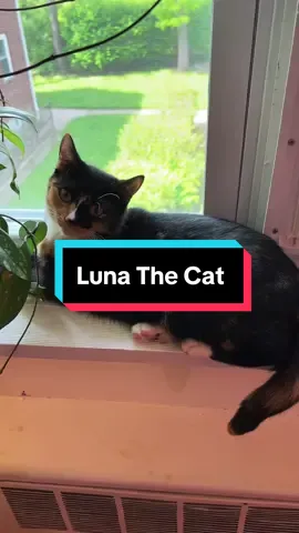 #indoorcat #kittensoftiktok #catsoftiktok#kittenlove#catcommunity #calico #totishel#letmeout 