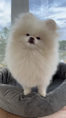 #шпіц #шпіцпомеранський #pomeranian #шпицпомеранский #pomeranian #шпиц #cutedog #pomeranianlove #angrydog 