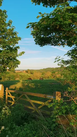 Evenings with the horses 🐎🍃 // #foryou #nature #fyp #spring #countryside 