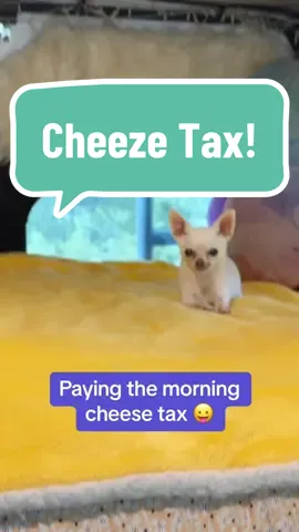 Cheese tax must be paid!!