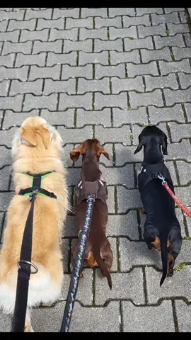 normal dogewalk 😎😂😂 #dogwalk #dachshund #dog 