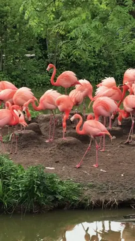 Male Chilean flamingos use their vocalisations to attract females and establish their territory. Their calls are quite distinctive and can range from honking and trumpeting sounds to soft, melodic notes. These vocalisations serve as a way for the males to communicate their availability and fitness to potential mates. Interestingly, the vocalisations of Chilean flamingos are not limited to just mating season. They also use their calls to communicate with other members of their flock, whether it's to maintain social bonds, coordinate group movements, or warn others of potential dangers. Overall, the vocalisations of Chilean flamingos play a crucial role in their reproductive behaviour and social interactions. It's fascinating how these beautiful birds use their unique calls to communicate and navigate their world. #fyp #tiktok #viral #nature #animal #animalplanet #animalsoftiktok #conservation #flamingo #call #song #bird #pink #birds #trending #trend #feather #zoo #viralvideo #Love #together #cute #fypage #fypsounds #asmr #sound #flamingo 