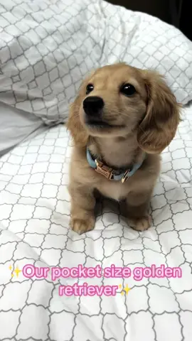 Winnie the cutest wiener!! #minidachshund #puppy #golden #wienerdog 