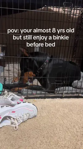 Blanket sucking is a common doberman trait which is comforting to them and a form of relaxation 