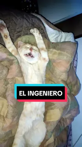 Está durmiendo EL INGENIERO 🤫😠 #sirjhonas #humor #trend #viral #estadurmiendoingeniero #gatos #gatostiktok 