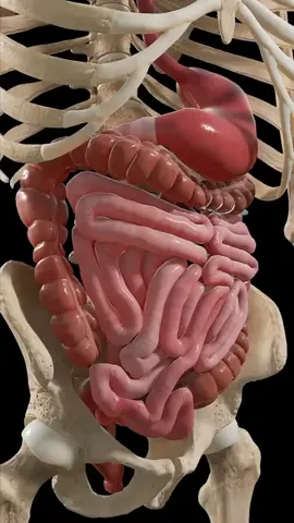 seen digestion in action? Check out our Unity3D animation showing peristalsis in the intestines! Perfect for a deep dive into how our body handles food. #DigestiveSystem #Unity3D #LearnWith SciePro #EduTikTok #madewithunity #3dmodel #science #meded #anatomy #gastroenterology #3d #medical