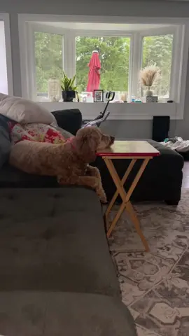 #dogsoftiktok 