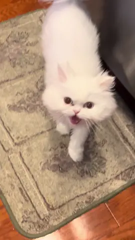 queen of begging for food 👑 #catsoftiktok #persiancat #whitecatblueeyes #astridthecat #fyp #persiancattiktok #persiankitten #loudcatmeow #fypppppppppppppp 