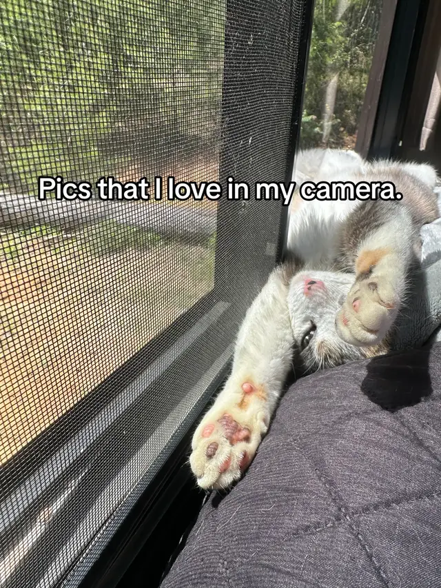 My camera roll consists of my pets 🥰