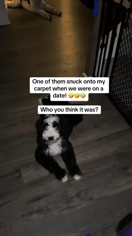 I dont even know, but I know someone had an accident! 😂😂  #dogs #dogmom #bernedoodle #comedy #funny #guess #fyp #doggie #puppy #mybabies #viral #trending #pets #dogsoftiktok #dog 