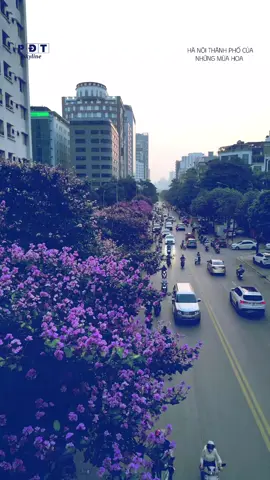 Hà Nội thành phố của những mùa hoa .Bằng lăng tím mang thông điệp của mùa hè trên khắp con phố . #hanoiskyline #hanoiskyline2024 #thanhphohanoi #hanoicity #ប្រទេសវៀតណាម #เวียดนาม #越南 #베트남 #ベトナム #вьетнам #فيتنام #Vietnã #vietnam 