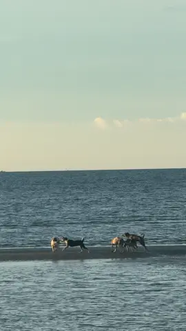 We all need someone to stay 🥰 happy Island Doggos #TheNewBeachHeadResort #fypシ゚viral #isladegigantes #Beach #islanddoggos 