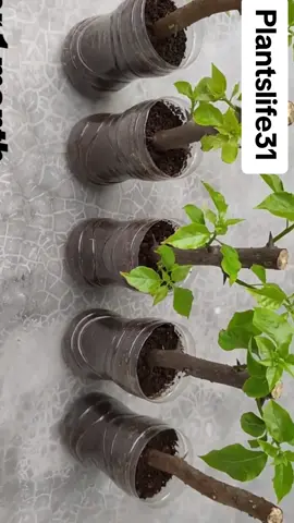 How to propagate bougainvillea from cuttings - in plastic bottle #plants #plantslife31 #uk #bougainvillea #unitedkingdom #gardening #tree #fypage #PlantTok #tiktokplants 