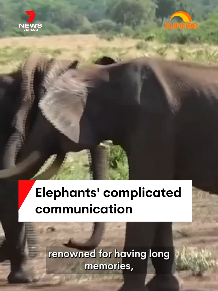 A new study has revealed the complicated ways that elephants communicate with one another. #elephants #7NEWS