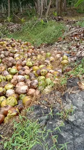 tetap semangat  #petani kelapa #kelapa jambul
