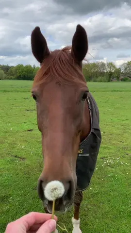 Oh look! The last dandelion this season. But I don’t think she liked it 🥲 #dandelions #horse #foryoupageofficiall #fyp #equestrianlife #hennieforpresident #happyhennie #fypシ #kwpnhorse #paard #foryourpage 