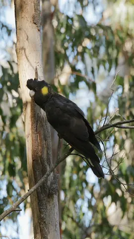 Always such a treat to find black cockatoos in the wild 🥹 #birdsoftiktok #bird #cockatoo #blackcockatoo #australia #aussie #wildlife 