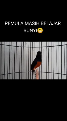 PEMULA MASIH BELAJAR BUNYI #murai  #muraibatu  #muraibatuindonesia  #muraibatumedan  #muraibatuekorpanjang  #burungkicau #burungviral #fypburung #birds #birdssinging #kicaumania #kicaumaniaindonesia 