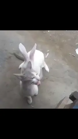 Tidak semudah itu ferguso😈😈