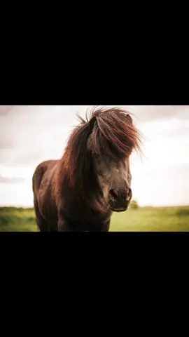 What do you think?? Personally, I think my images come alive in the edit and the RAWs simply contain the ingredients for a good photo. The edit is the flavour! #photography #editing #lightroom #photoshop #nature #horse #zeiss  @Chris 📸 Photographer  @Chris 📸 Photographer  @Chris 📸 Photographer 